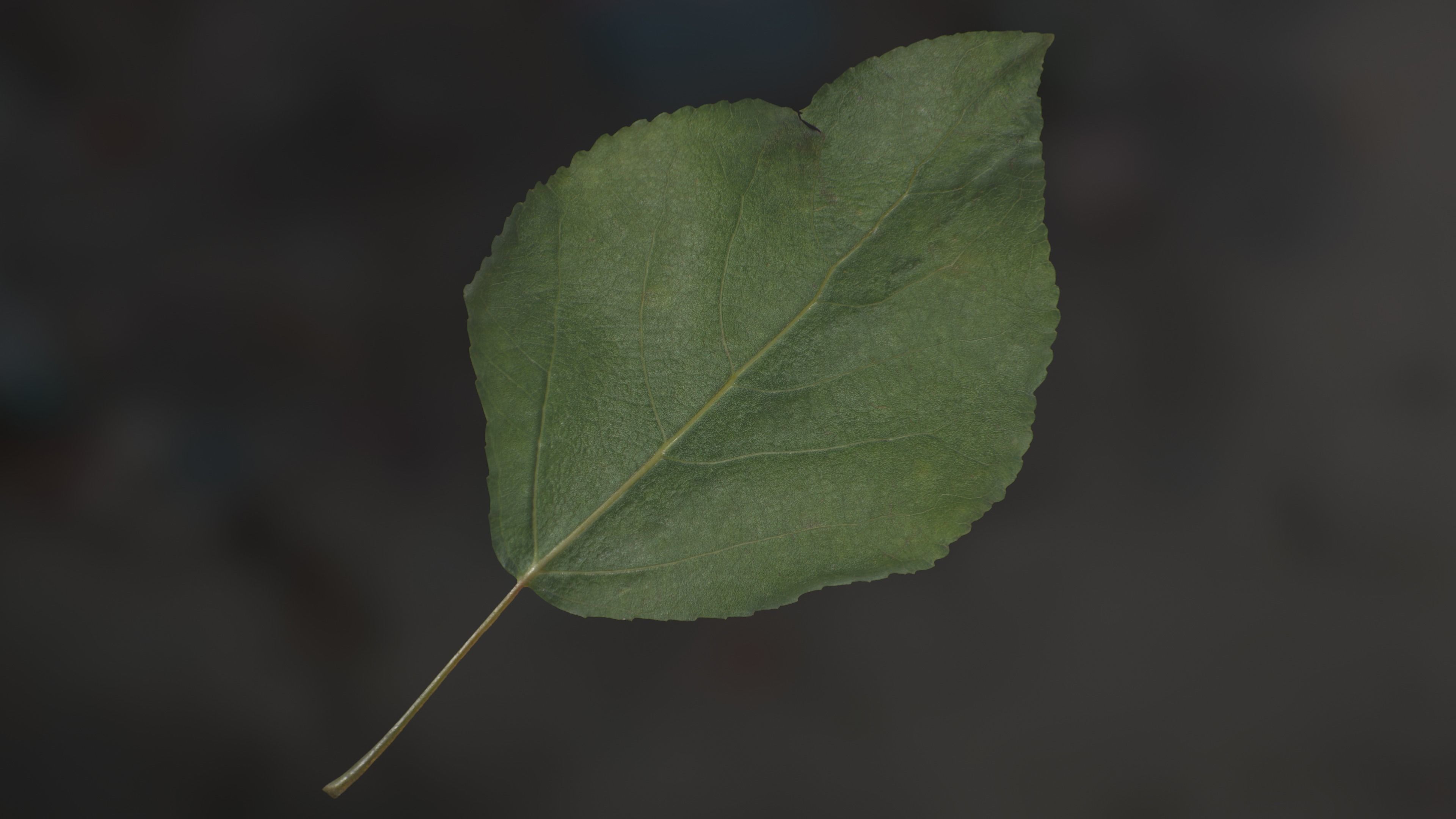 Poplar Leaf Texture_3