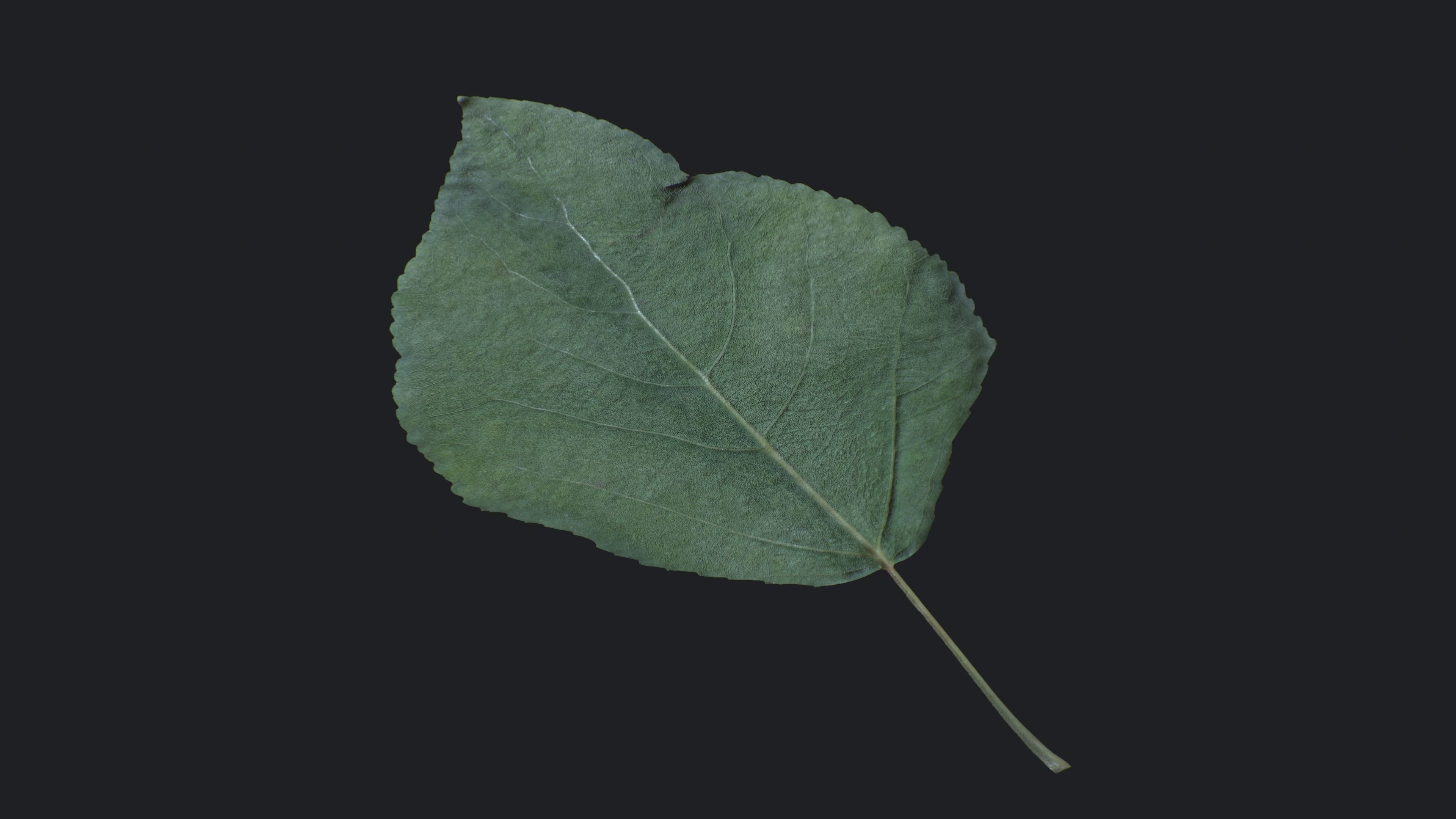 Poplar Leaf Texture_6
