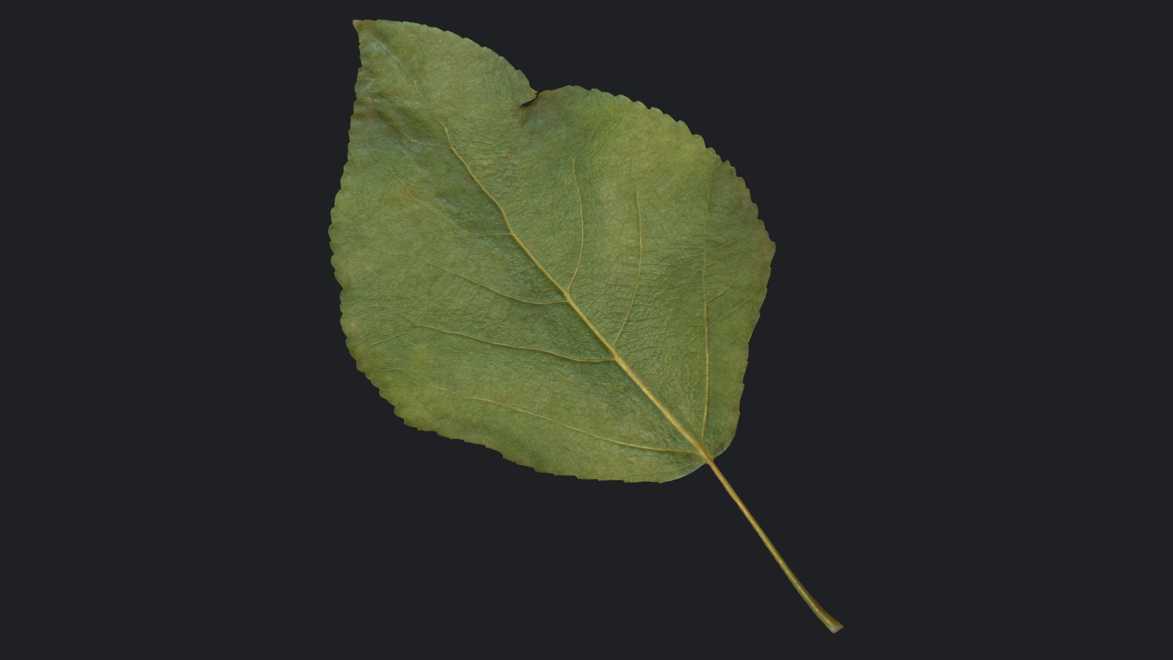 Poplar Leaf Texture_9