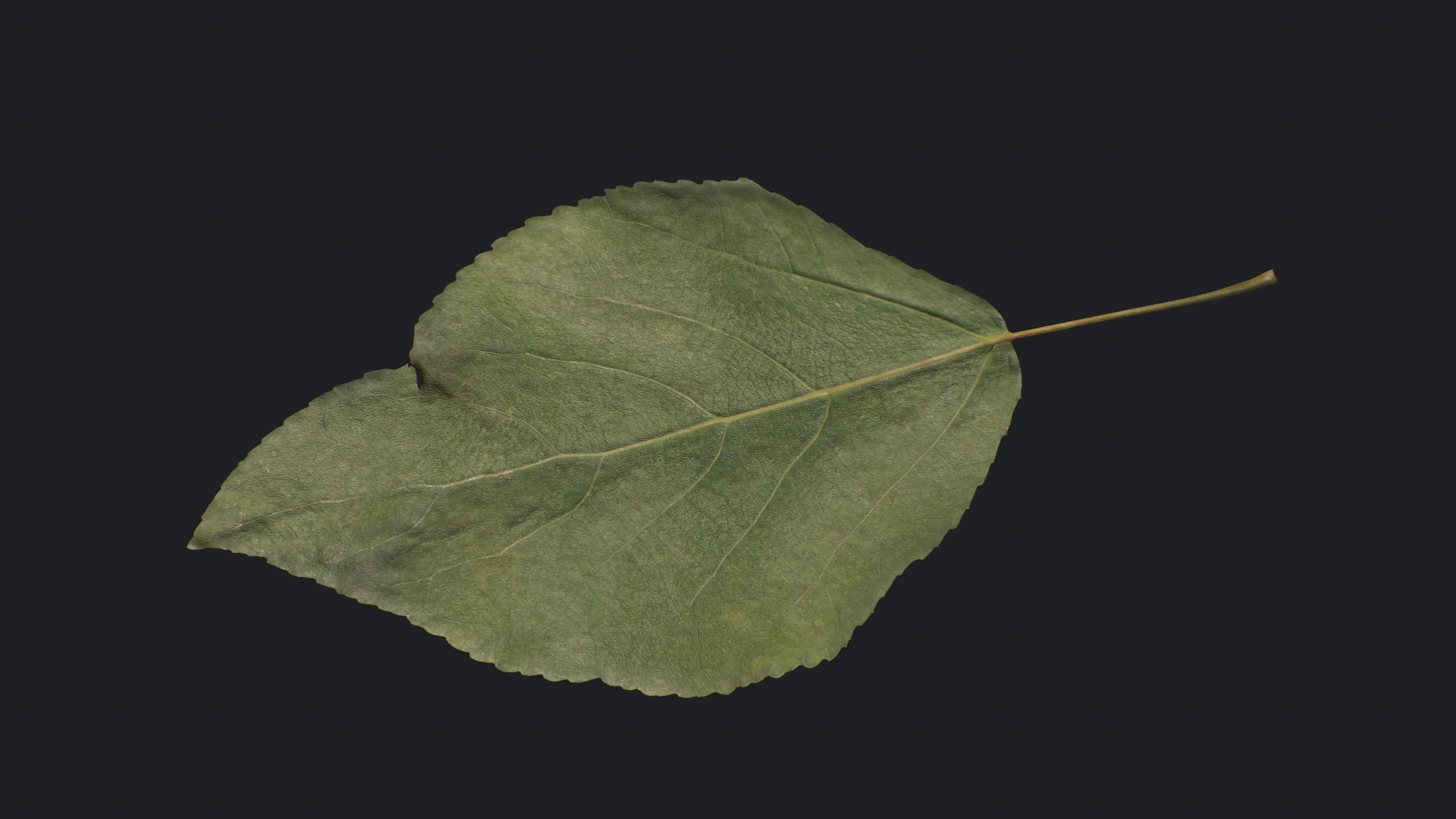Poplar Leaf Texture_11