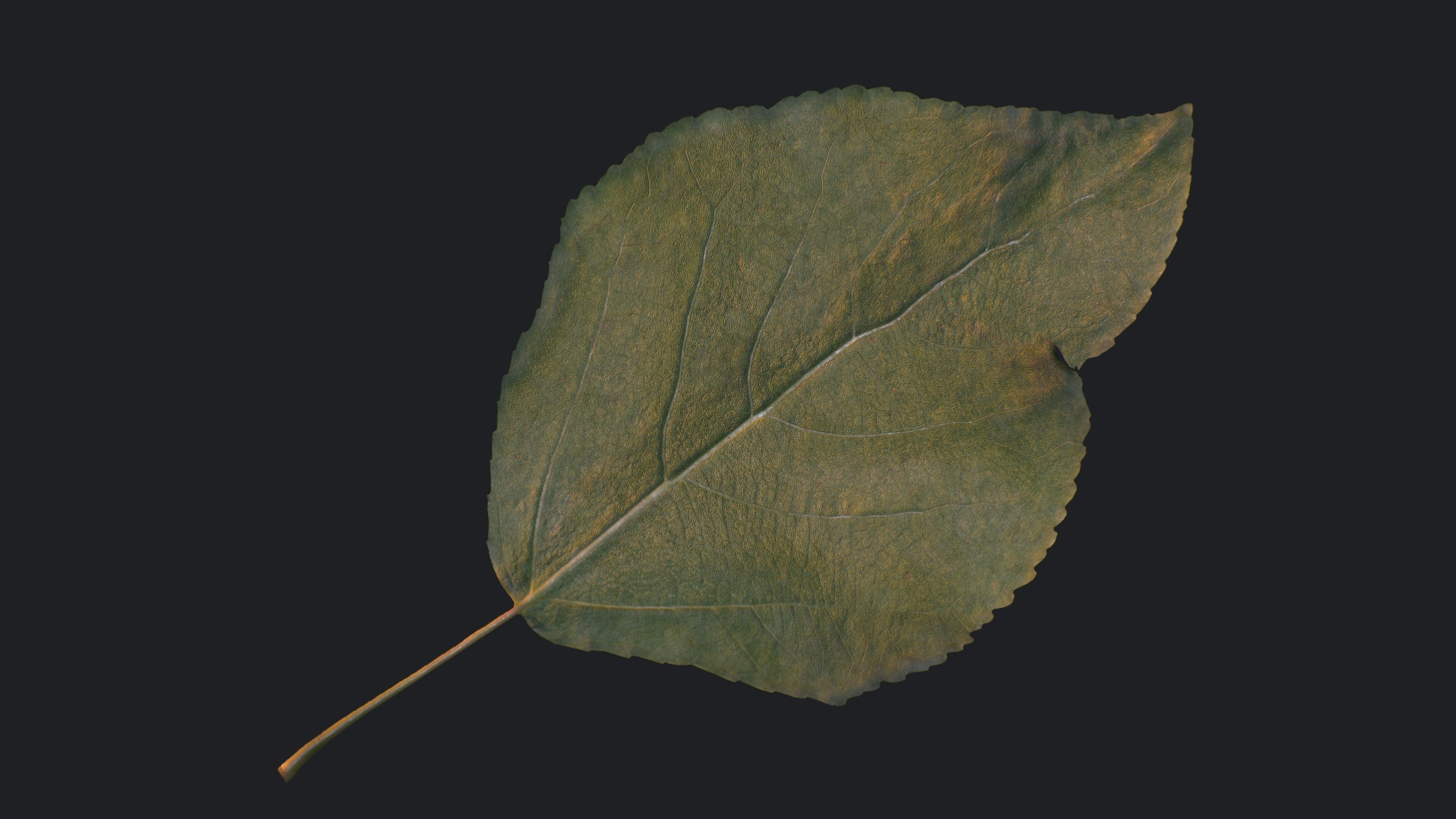 Poplar Leaf Texture_4