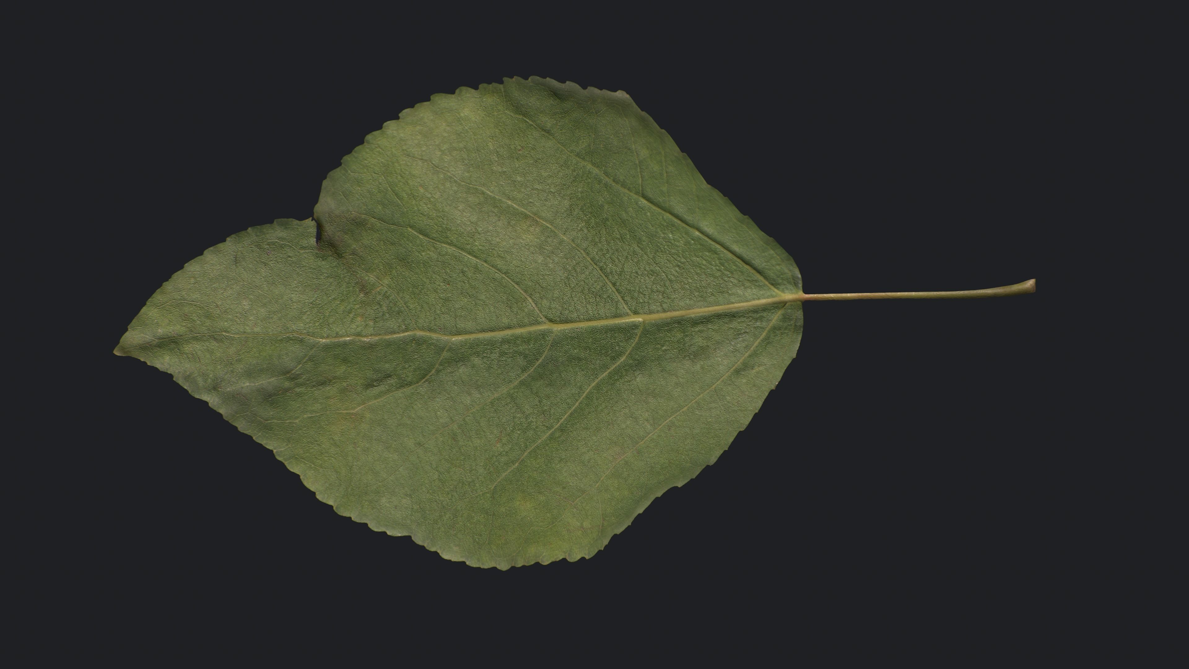 Poplar Leaf Texture_10