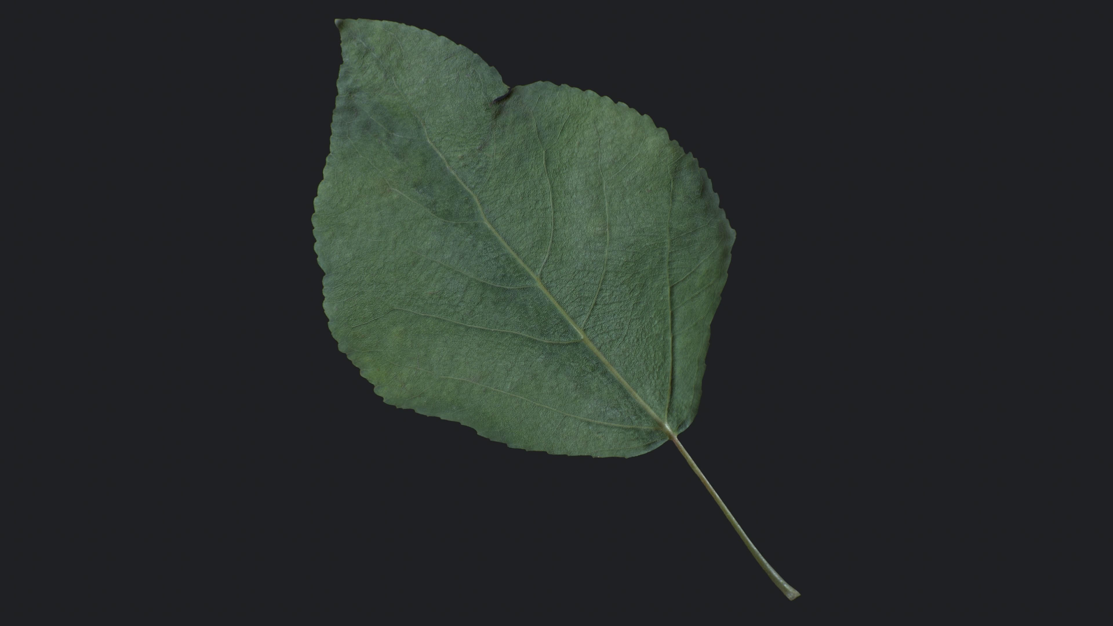 Poplar Leaf Texture_7