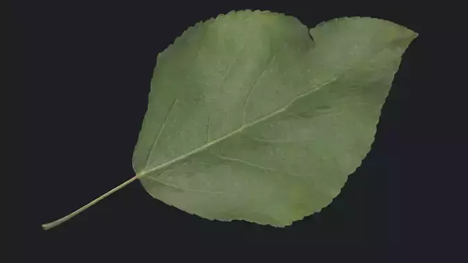 Poplar Leaf