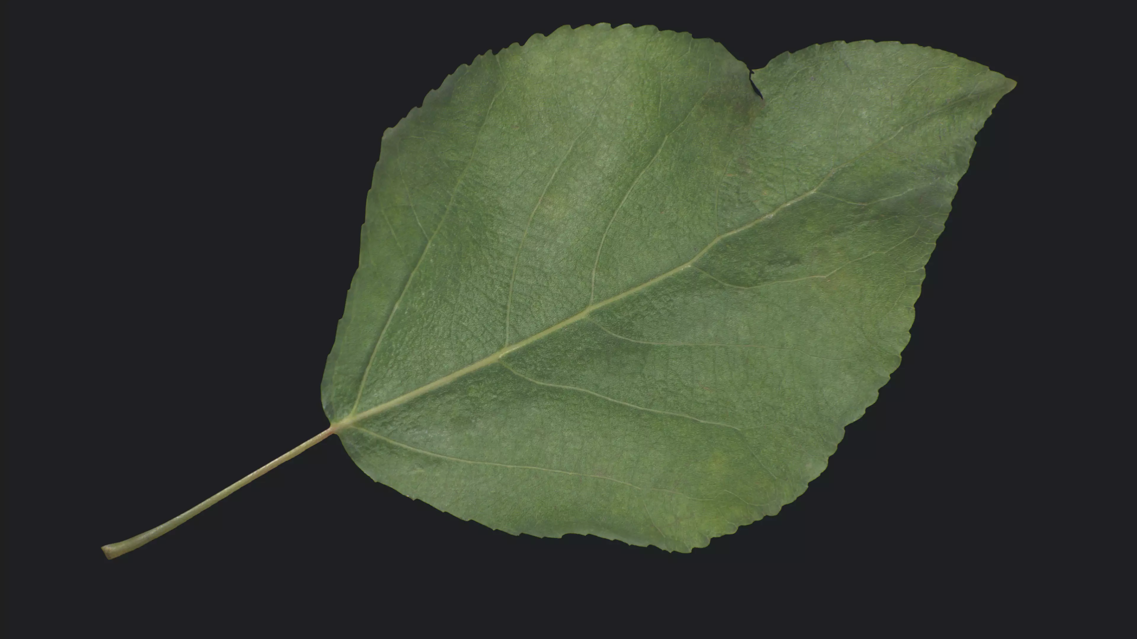 Poplar Leaf Texture_0