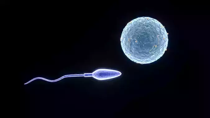 Human Egg With Sperm Cell 3D model