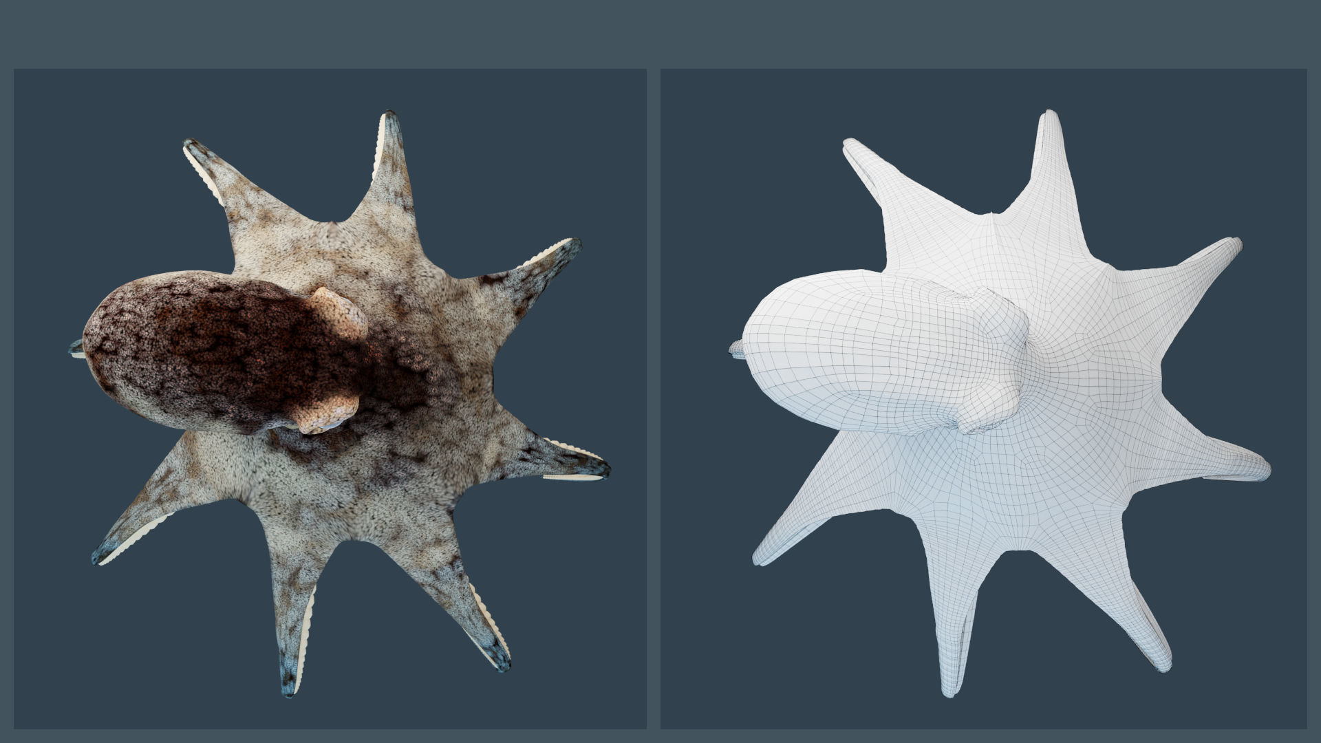 Animated Caribbean Reef Octopus Low-poly 3D model_5