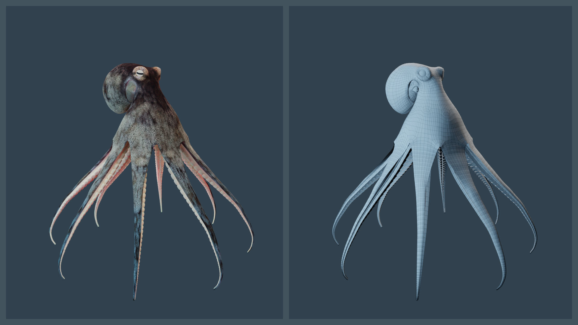 Animated Caribbean Reef Octopus Low-poly 3D model_16