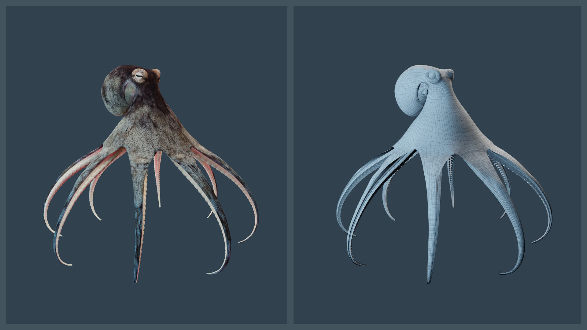 Animated Caribbean Reef Octopus Low-poly 3D model_15