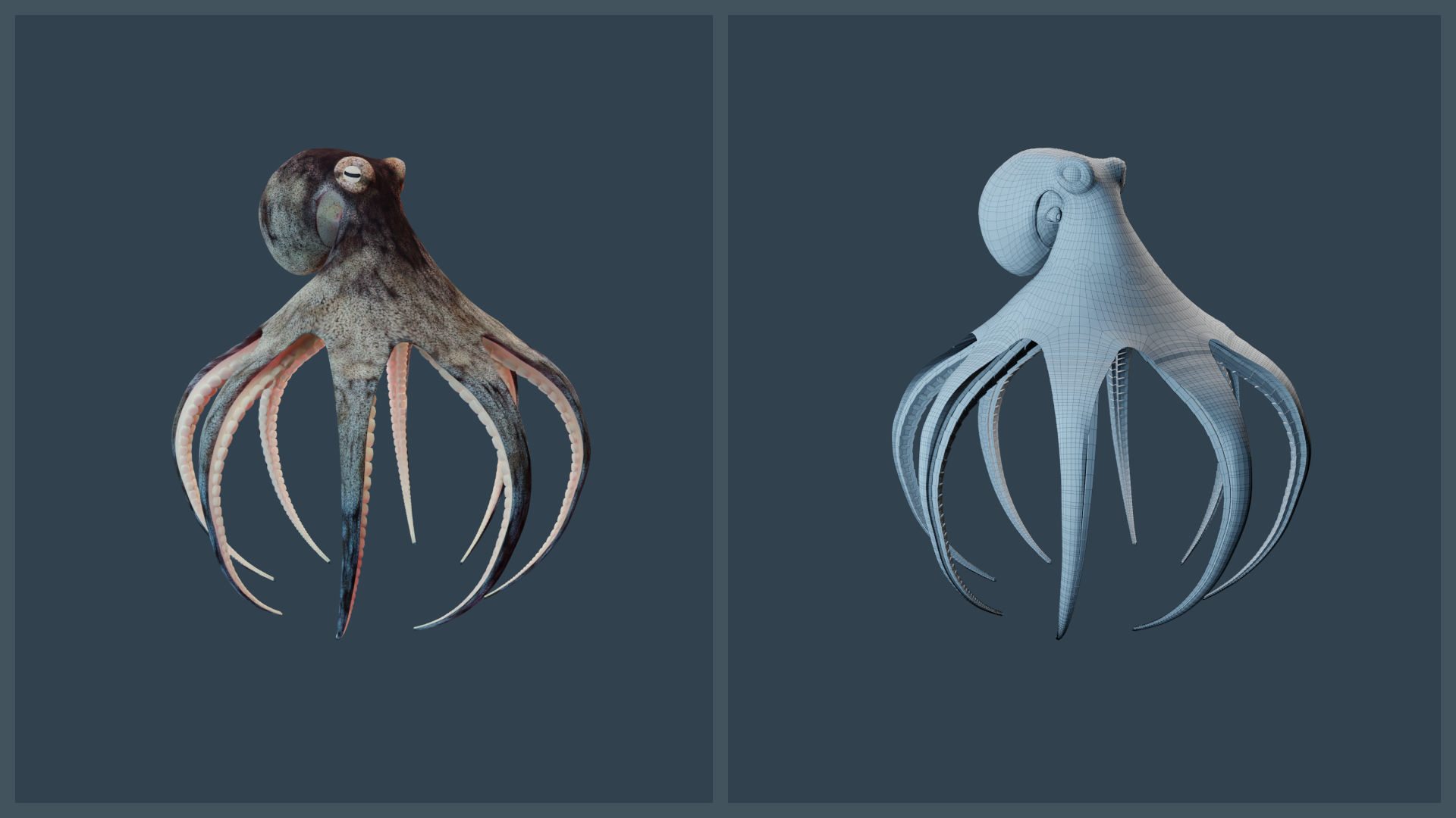Animated Caribbean Reef Octopus Low-poly 3D model_12