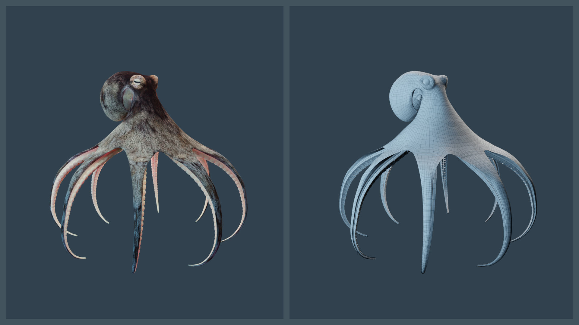 Animated Caribbean Reef Octopus Low-poly 3D model_14