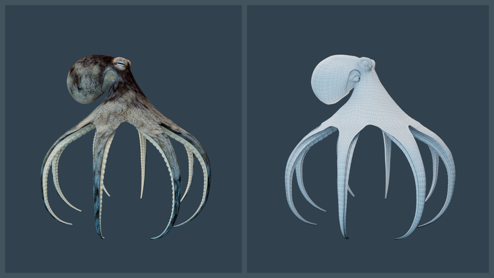 Animated Caribbean Reef Octopus Low-poly 3D model_3