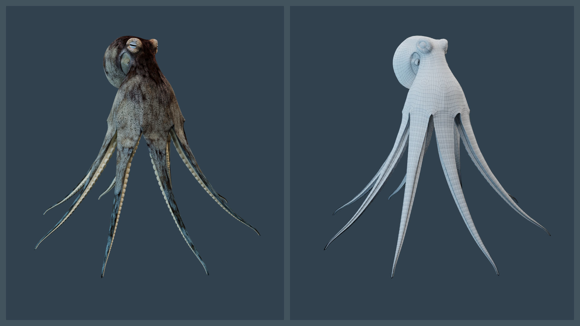 Animated Caribbean Reef Octopus Low-poly 3D model_2