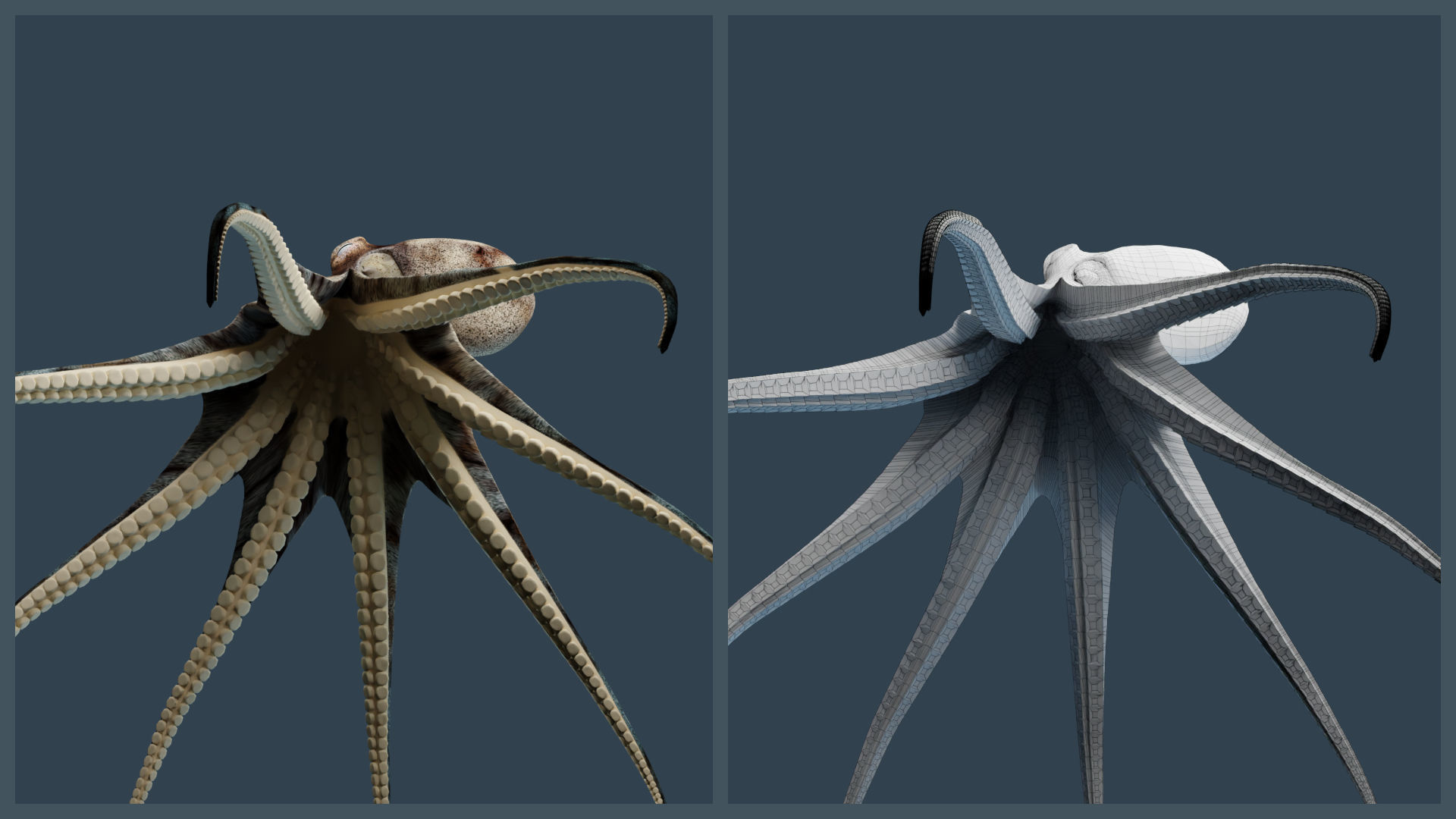 Animated Caribbean Reef Octopus Low-poly 3D model_7