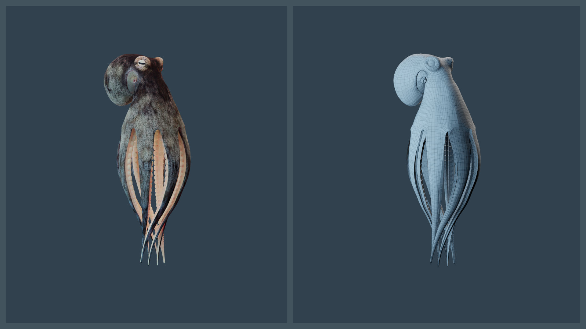 Animated Caribbean Reef Octopus Low-poly 3D model_10