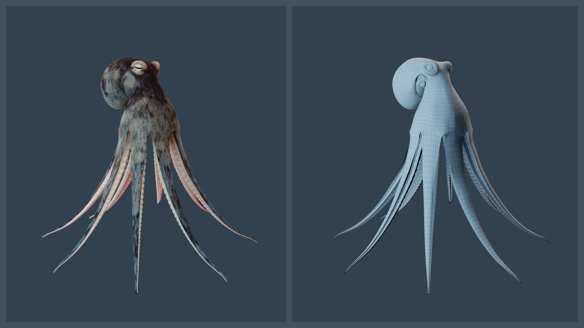 Animated Caribbean Reef Octopus Low-poly 3D model_17