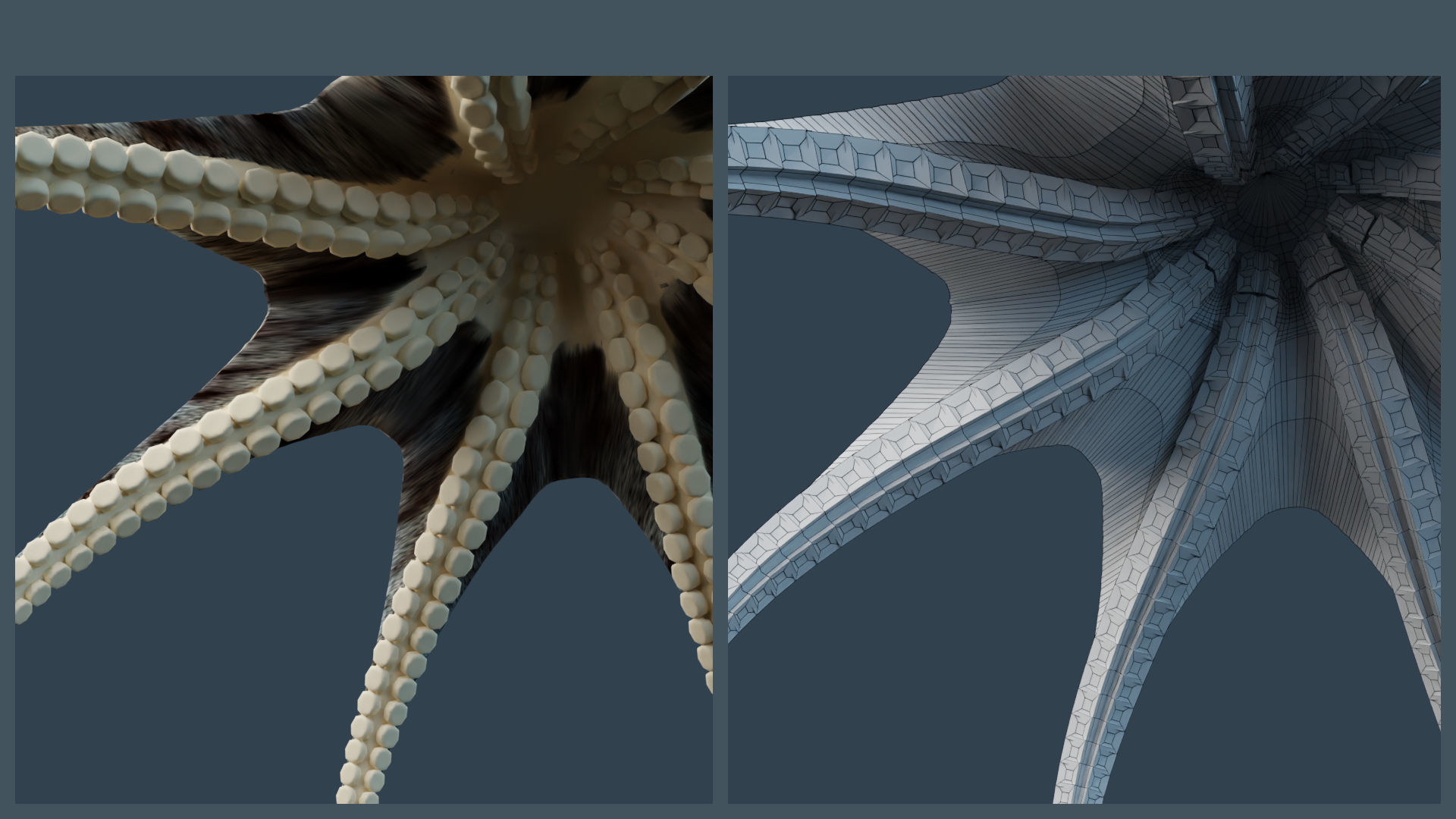 Animated Caribbean Reef Octopus Low-poly 3D model_8