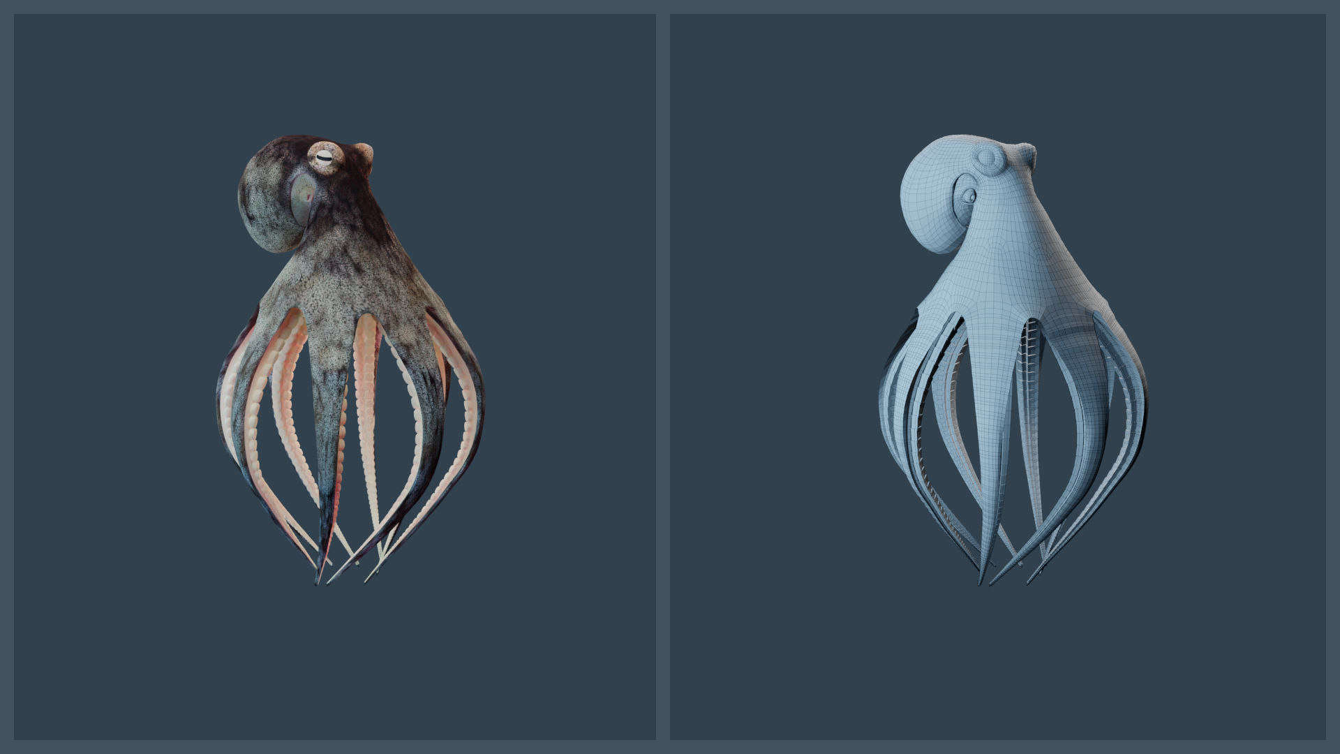 Animated Caribbean Reef Octopus Low-poly 3D model_11