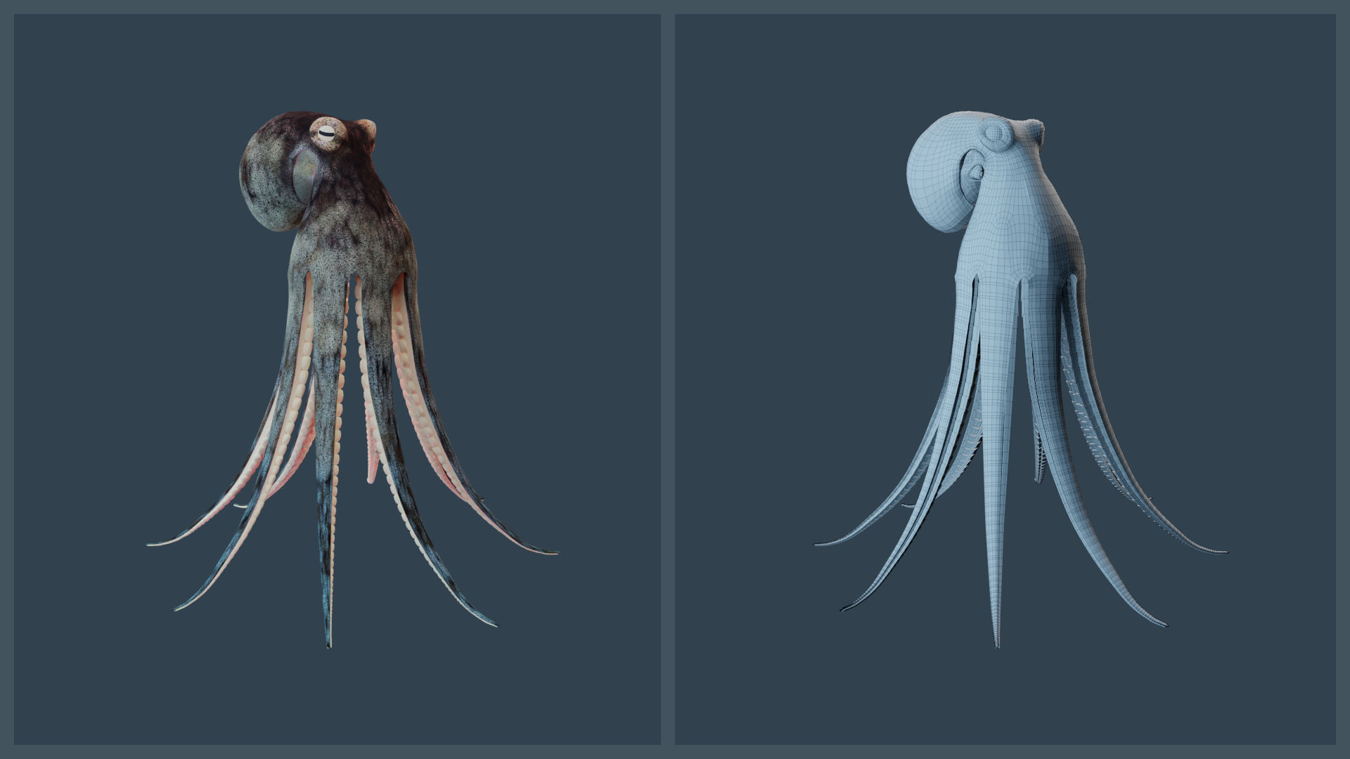 Animated Caribbean Reef Octopus Low-poly 3D model_13
