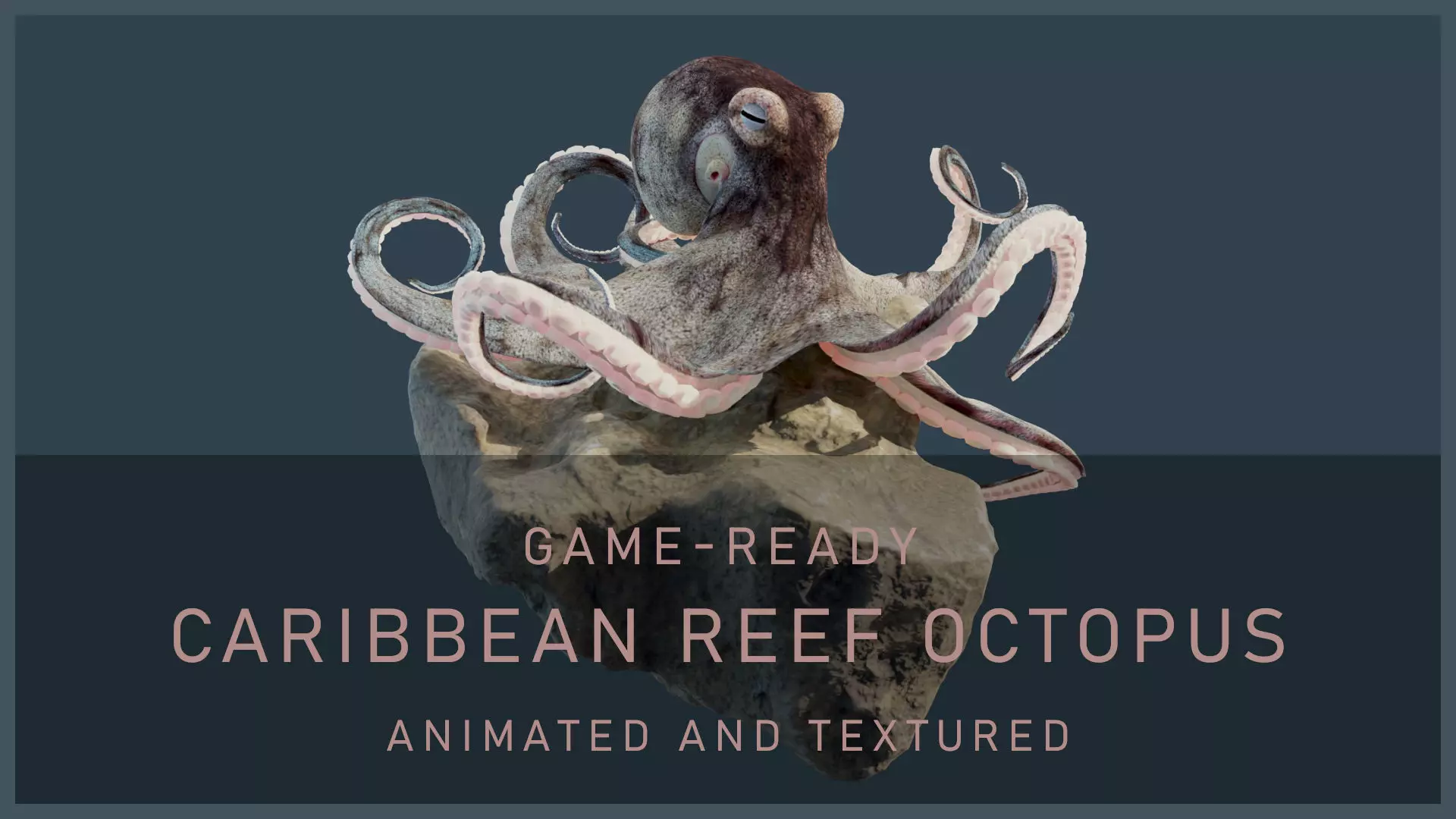 Animated Caribbean Reef Octopus Low-poly 3D model_0