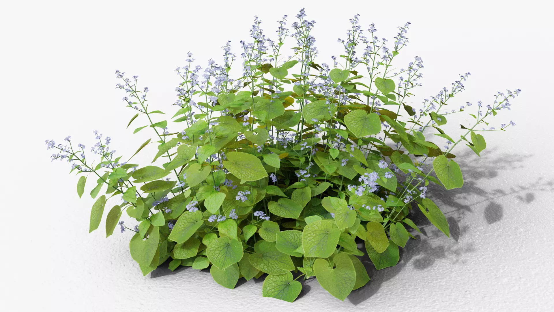 Brunnera macrophylla 3D model_0