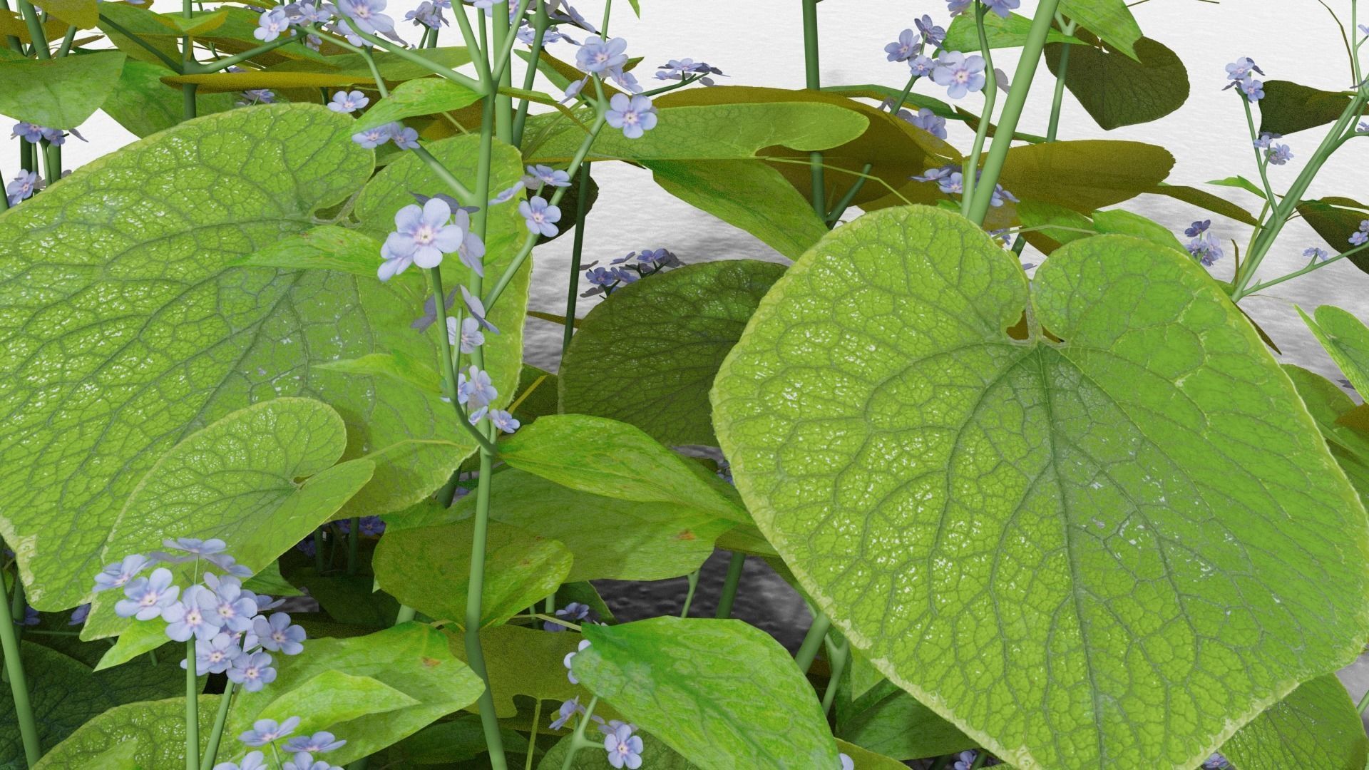 Brunnera macrophylla 3D model_5
