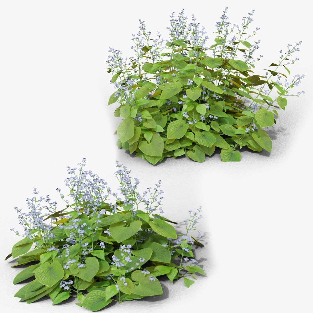 Brunnera macrophylla 3D model_11