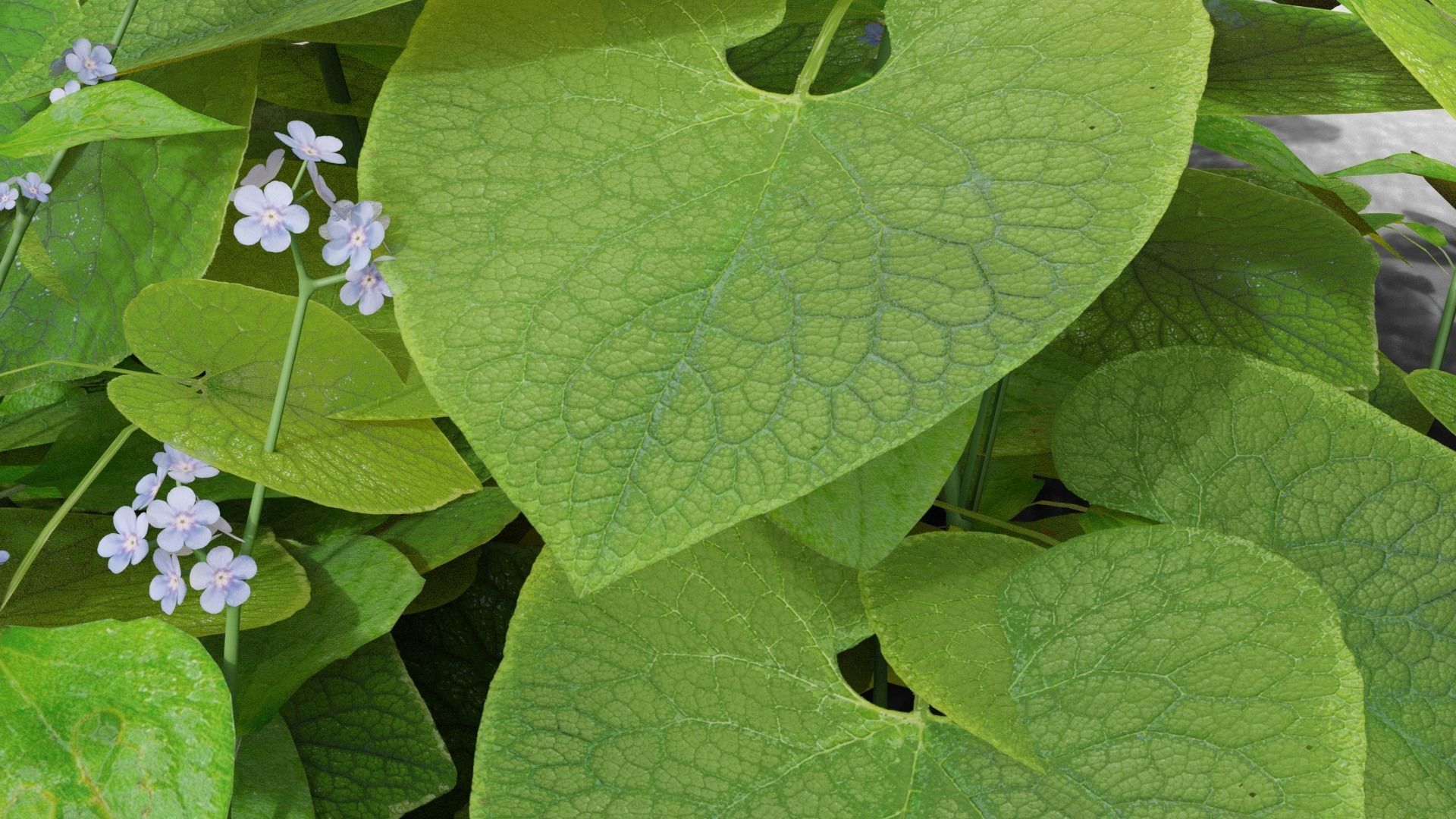 Brunnera macrophylla 3D model_3