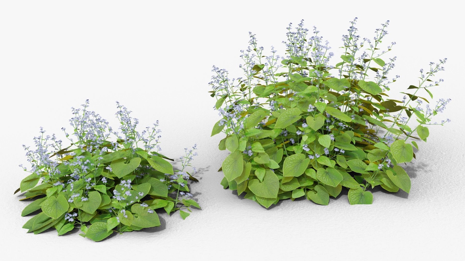 Brunnera macrophylla 3D model_1