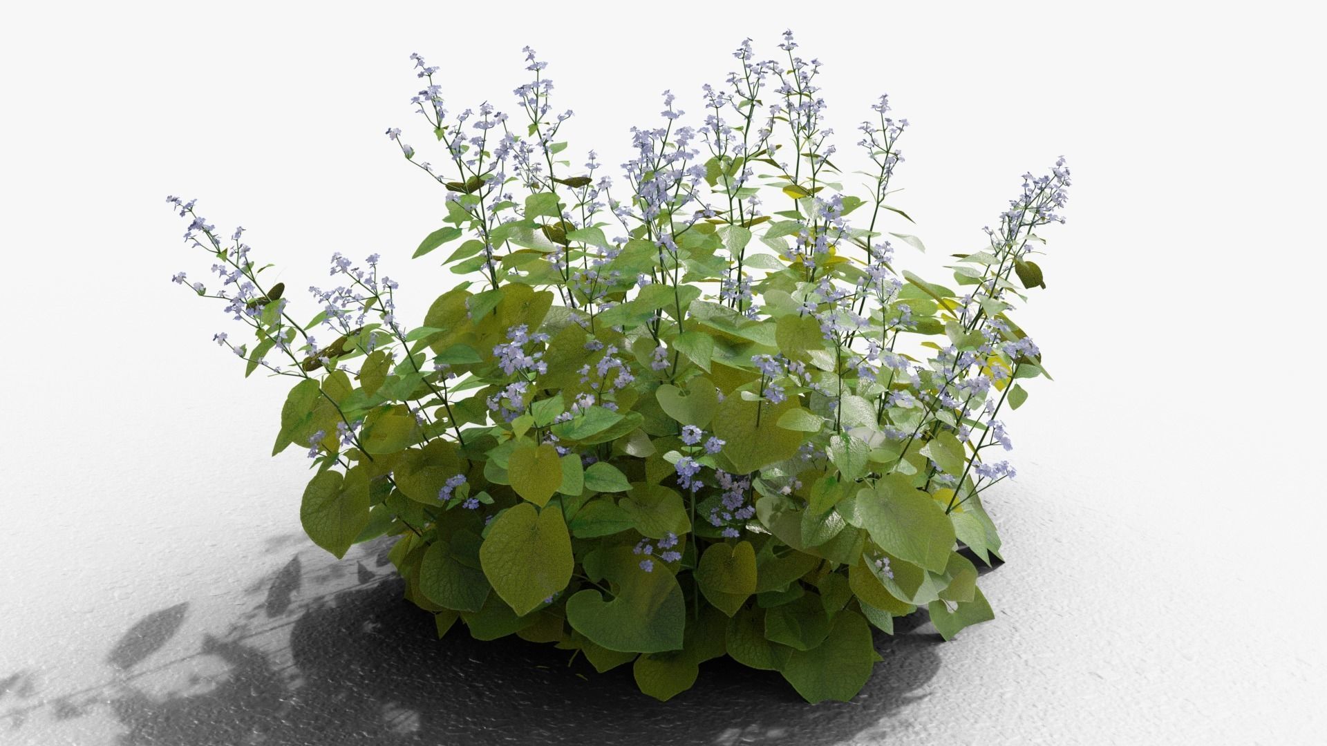 Brunnera macrophylla 3D model_4