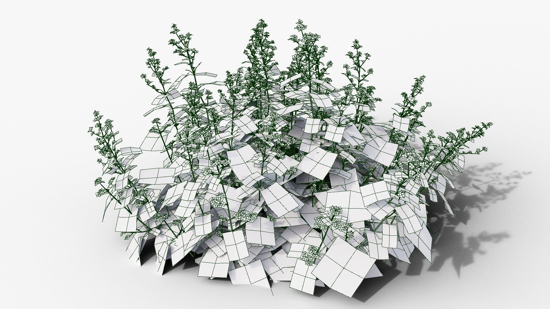 Brunnera macrophylla 3D model_9