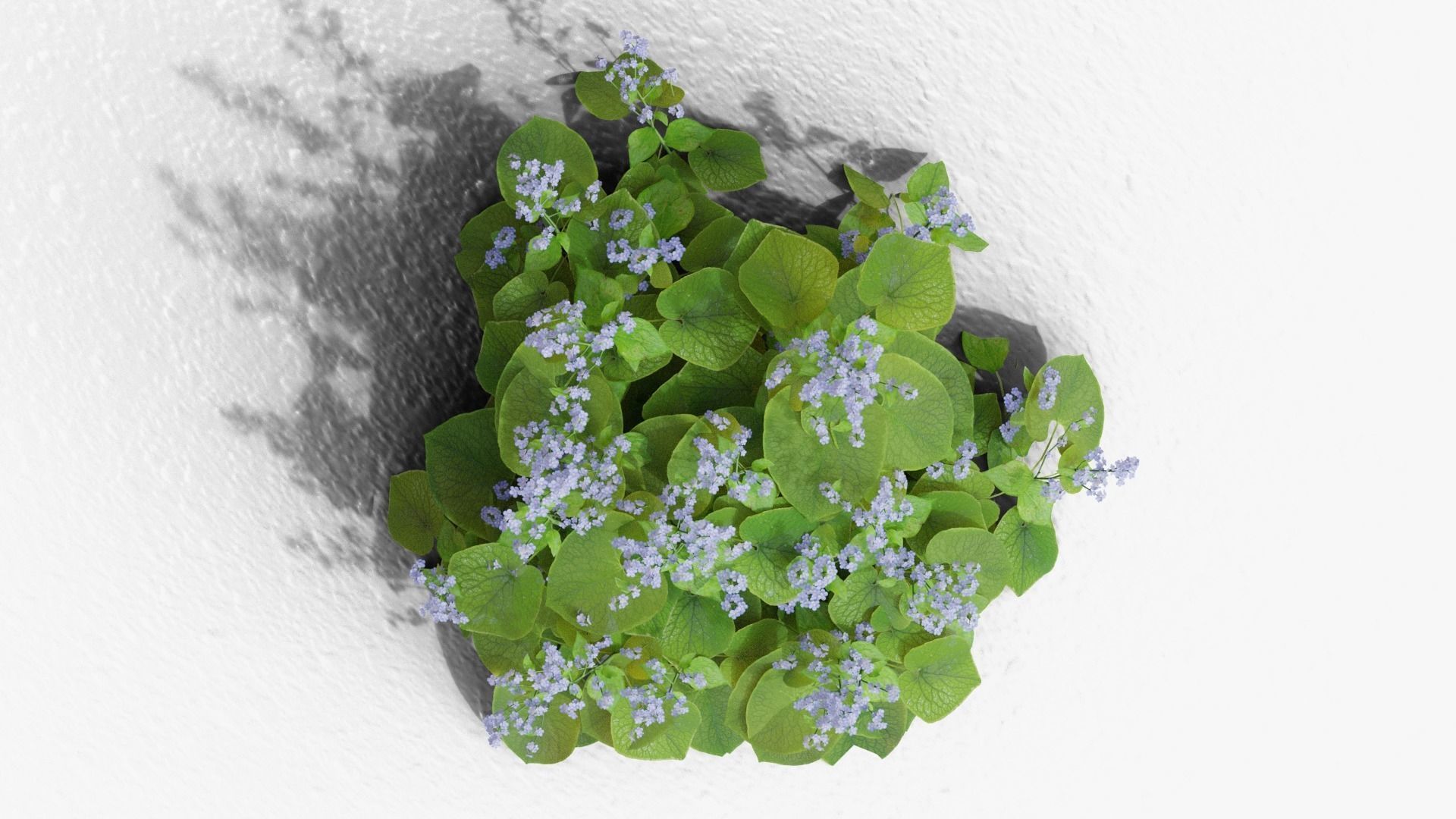 Brunnera macrophylla 3D model_2