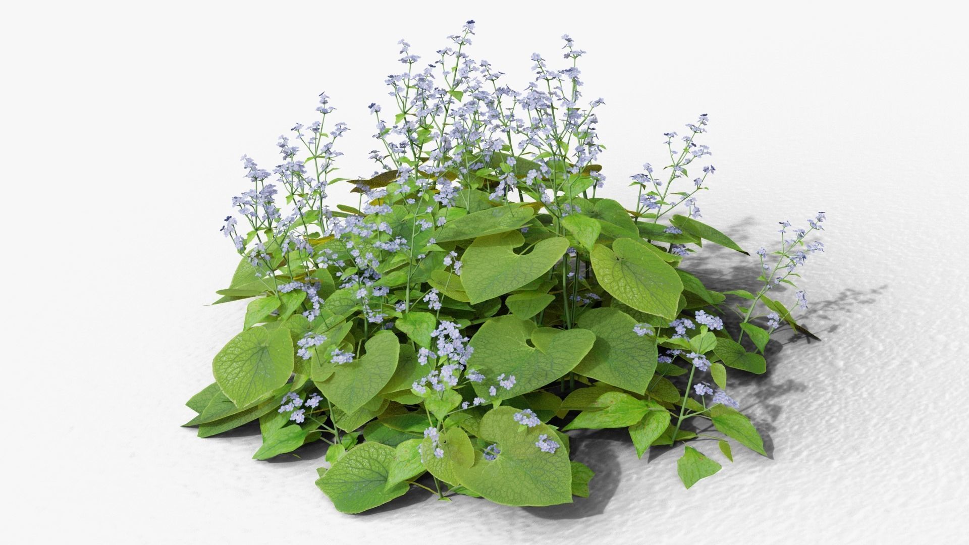 Brunnera macrophylla 3D model_6