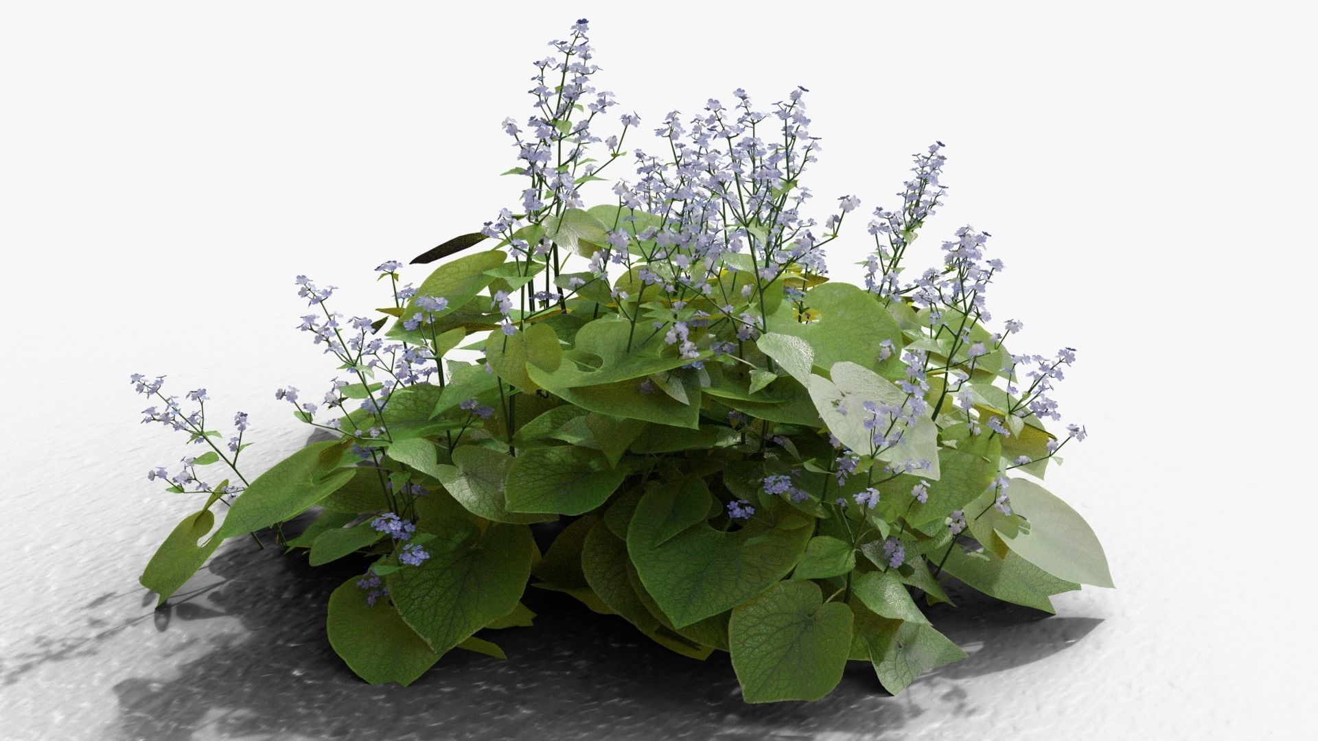 Brunnera macrophylla 3D model_7