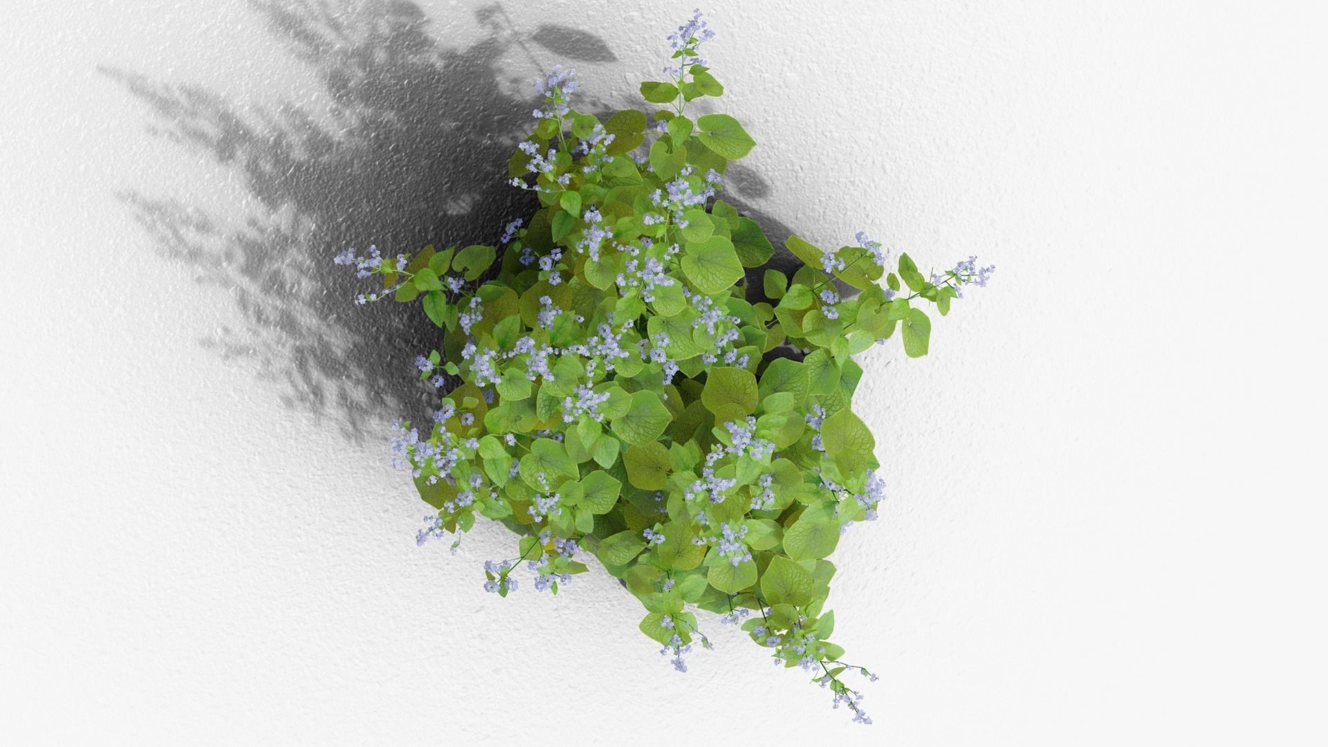 Brunnera macrophylla 3D model_8