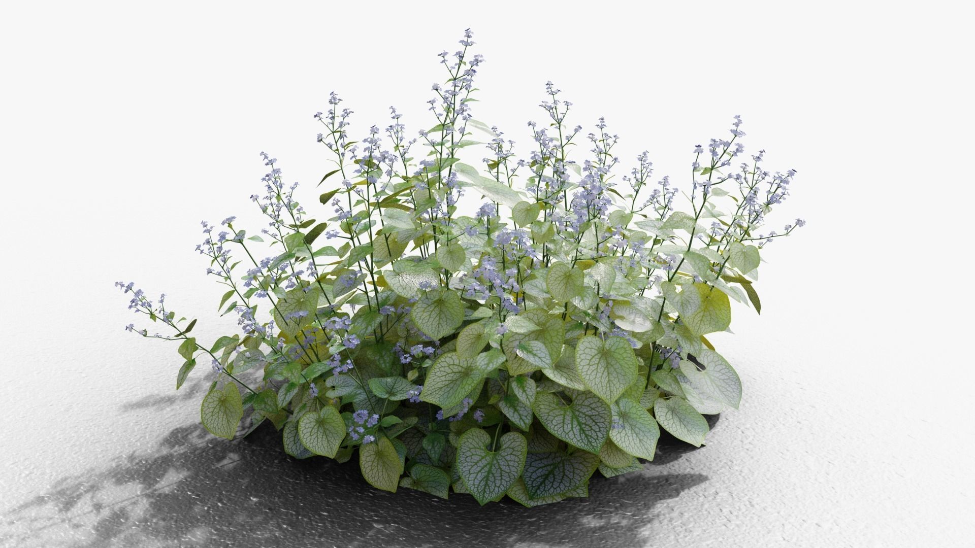 Brunnera macrophylla Jack Frost 3D model_2