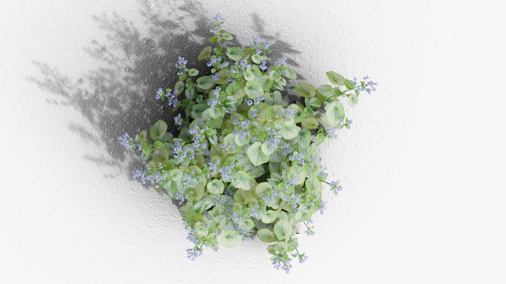 Brunnera macrophylla Jack Frost 3D model_4