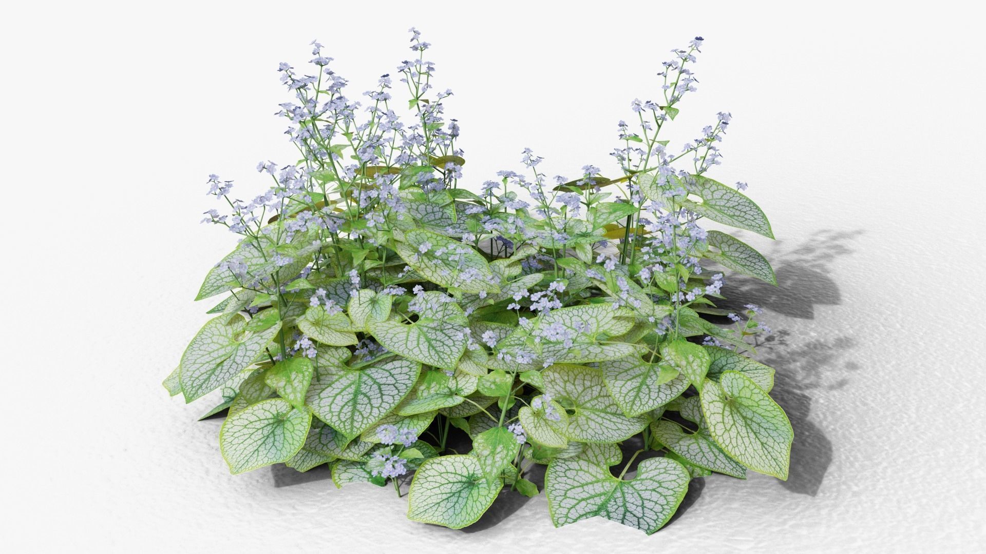 Brunnera macrophylla Jack Frost 3D model_5