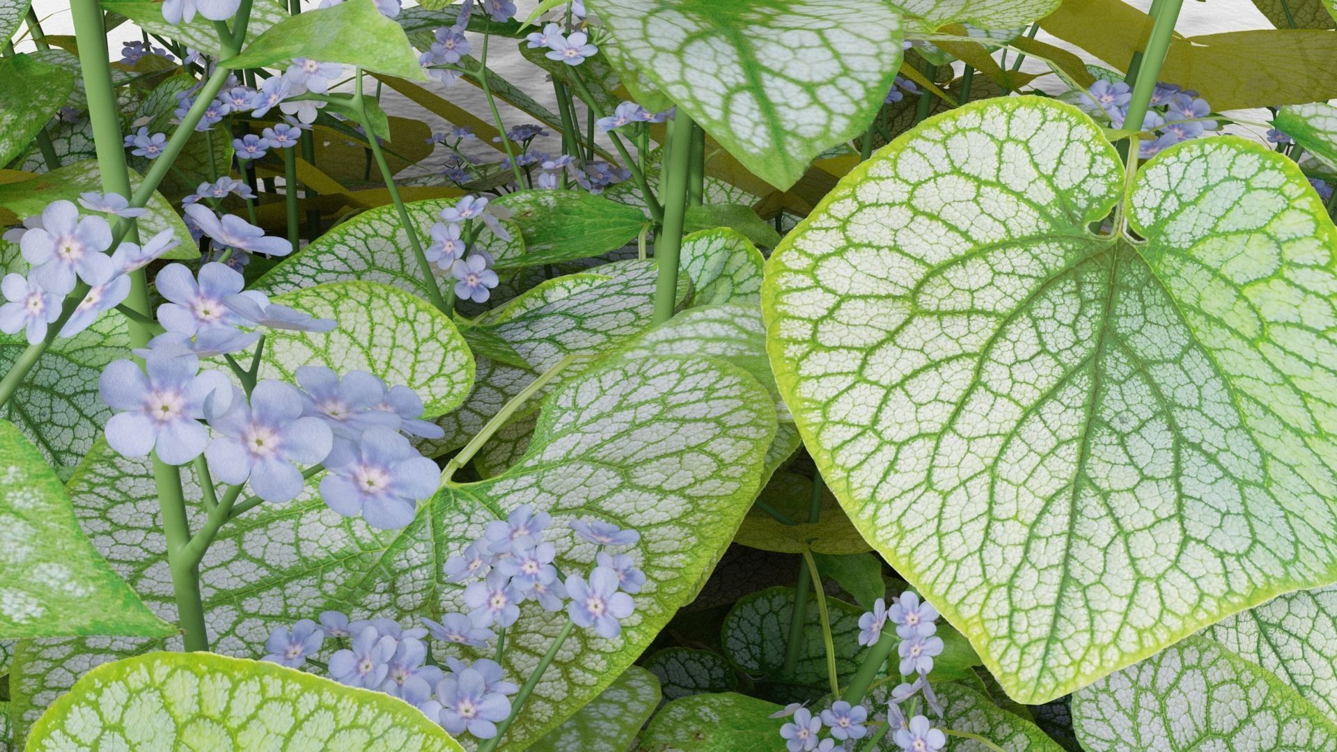 Brunnera macrophylla Jack Frost 3D model_3