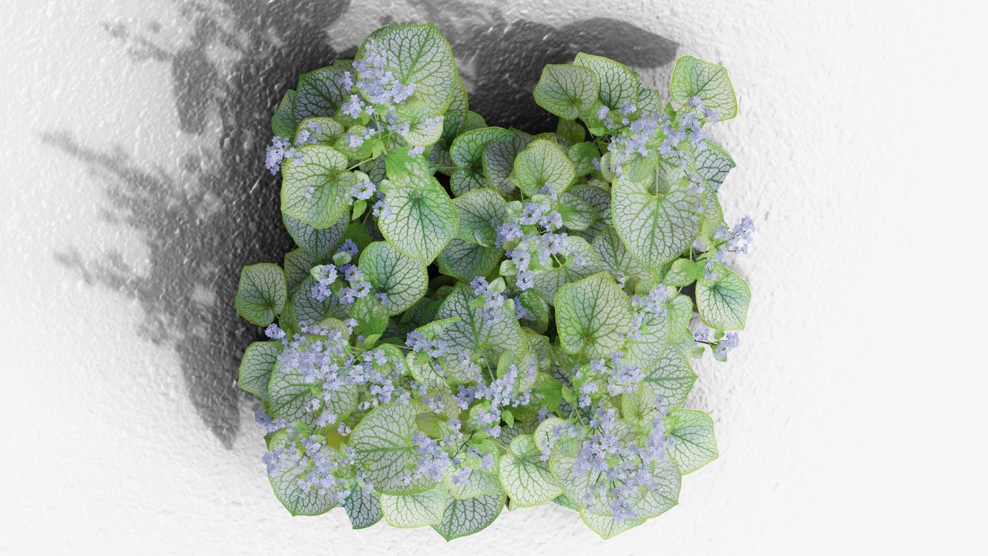 Brunnera macrophylla Jack Frost 3D model_8