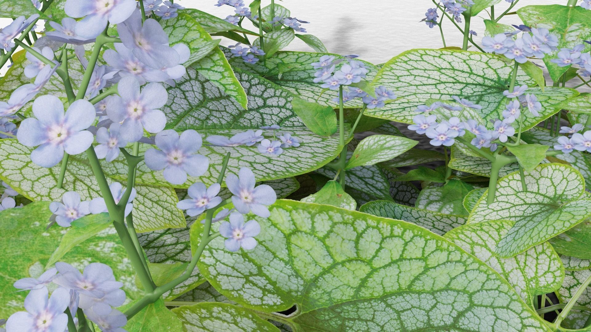 Brunnera macrophylla Jack Frost 3D model_7