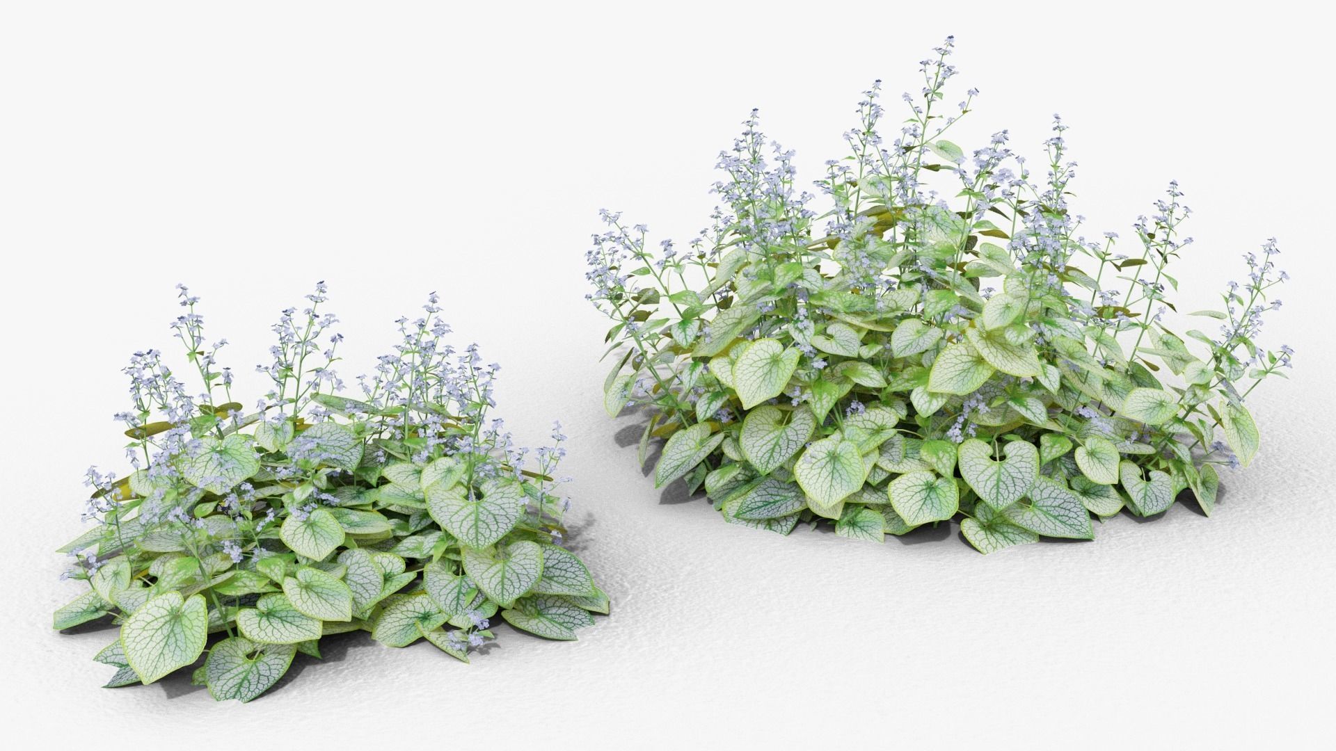 Brunnera macrophylla Jack Frost 3D model_1