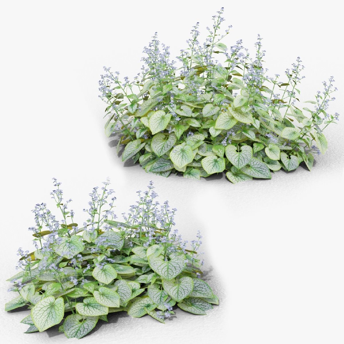 Brunnera macrophylla Jack Frost 3D model_11