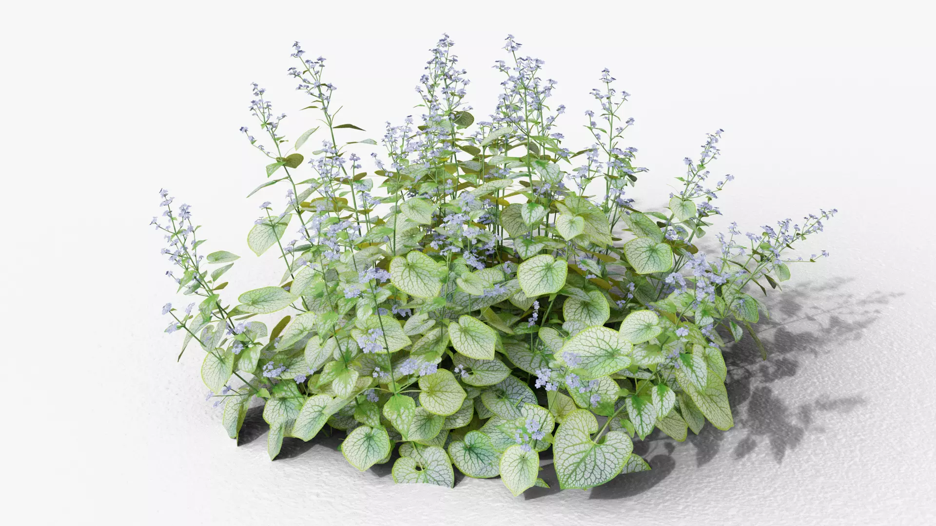 Brunnera macrophylla Jack Frost 3D model_0