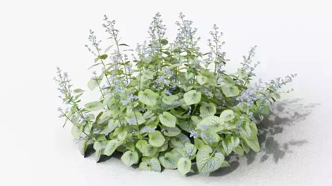 Brunnera macrophylla Jack Frost 3D model