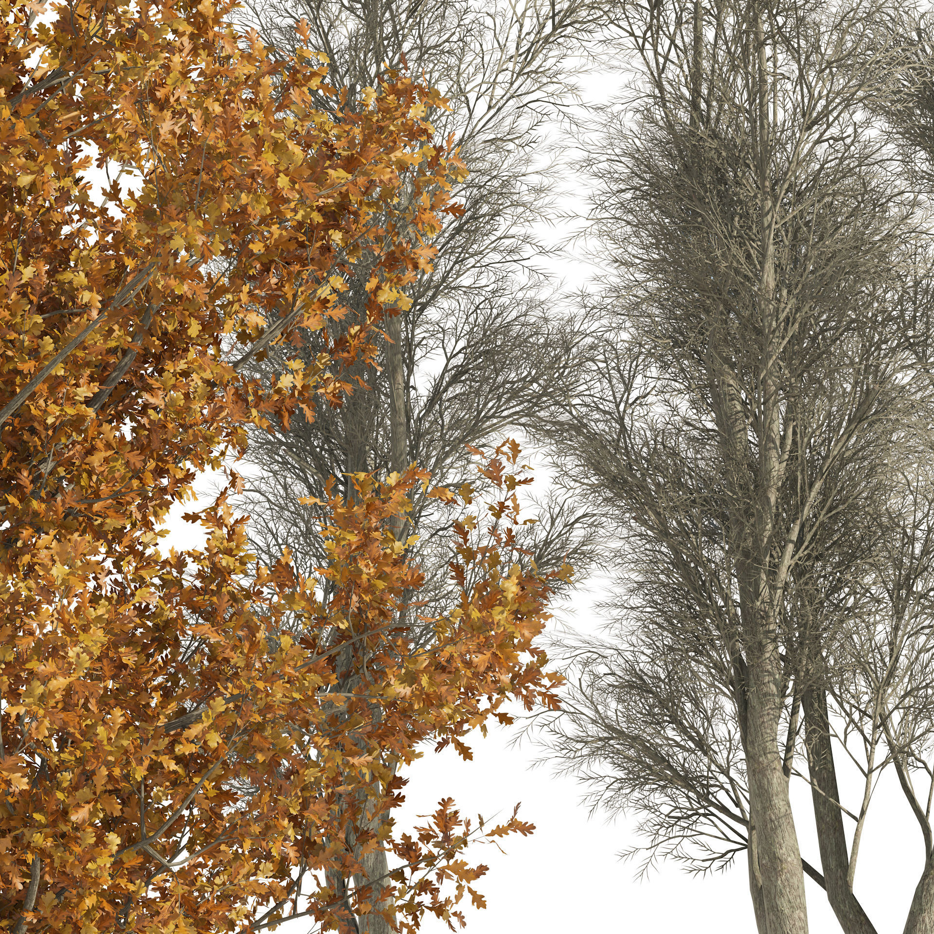 winter and fall oak trees Low-poly 3D model_1