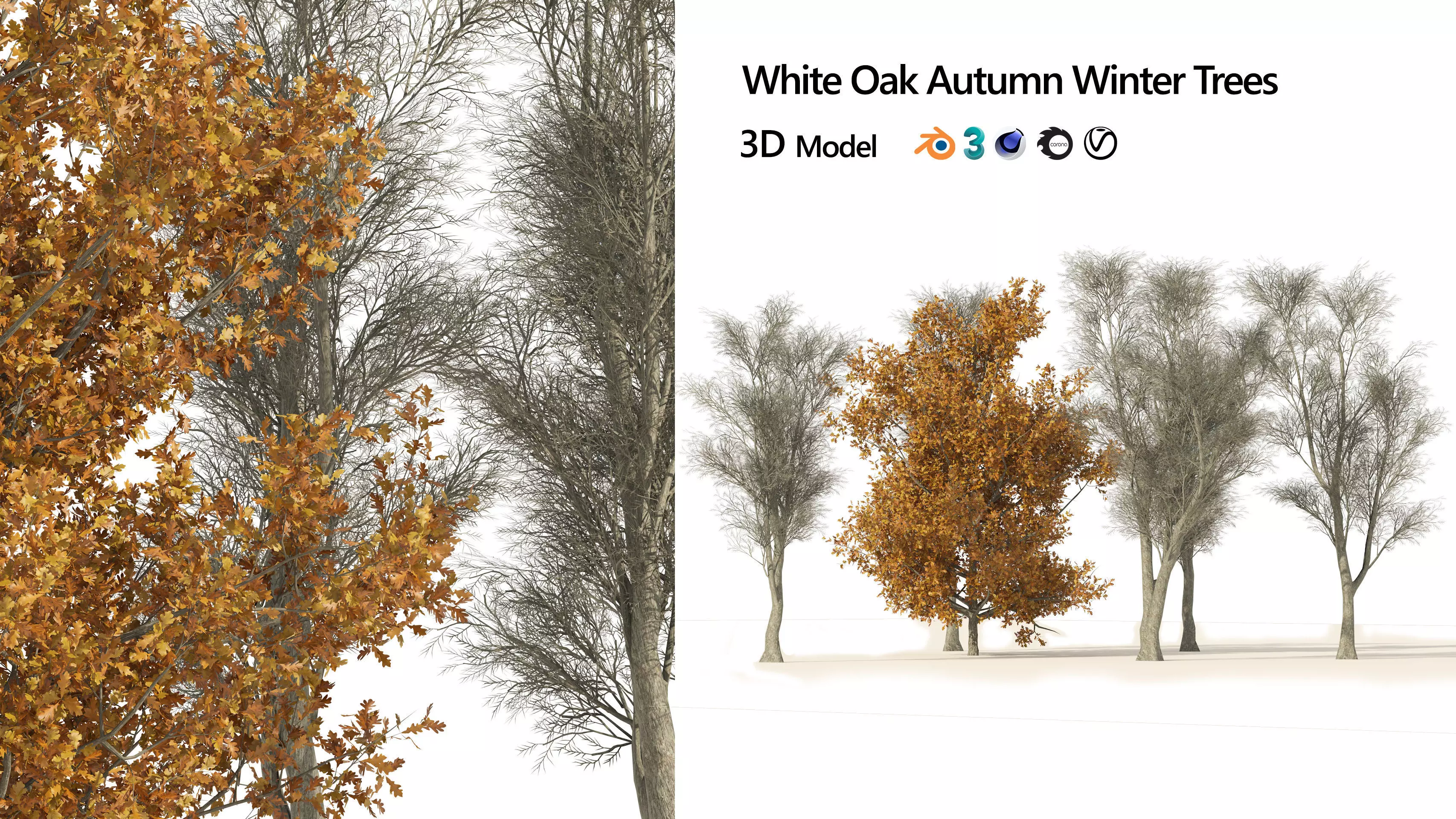 winter and fall oak trees Low-poly 3D model_0