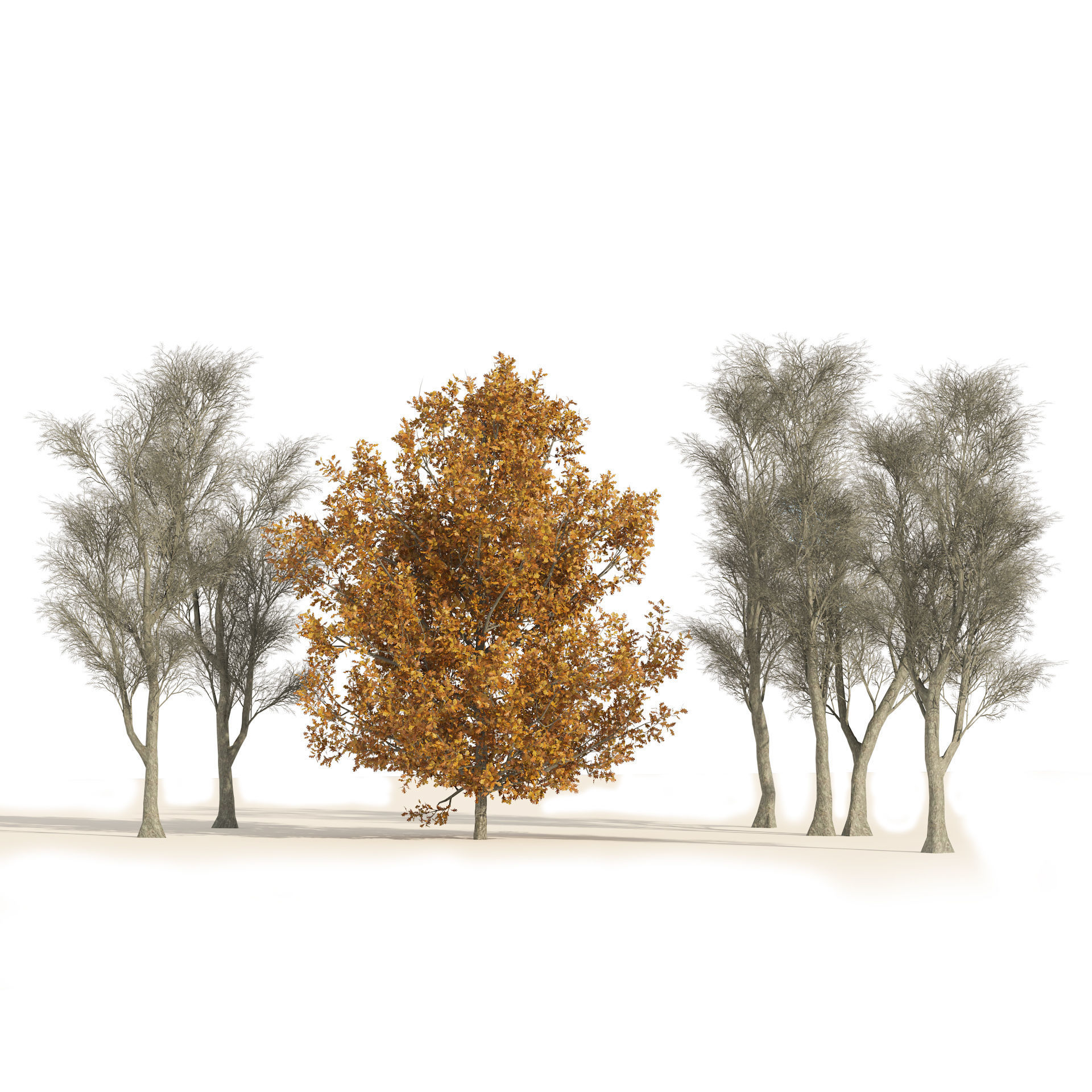winter and fall oak trees Low-poly 3D model_4