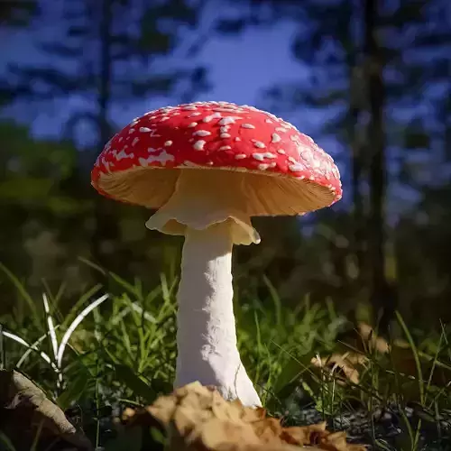 Magic Mushroom Low-poly 3D model