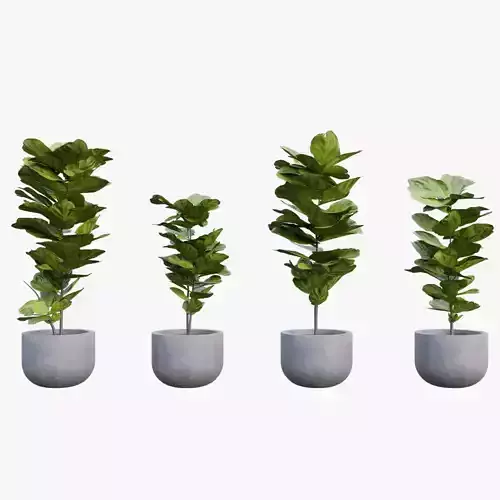 Fiddle Leaf Fig - Ficus lyrata 